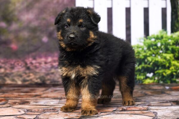 Image of Jax, a German Shepherd puppy