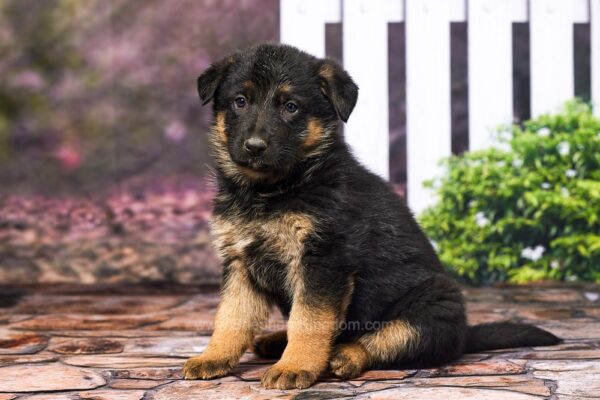 Image of Max, a German Shepherd puppy