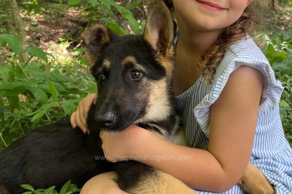 Image of Juno, a German Shepherd puppy