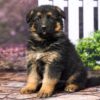 Image of Ranger, a German Shepherd puppy