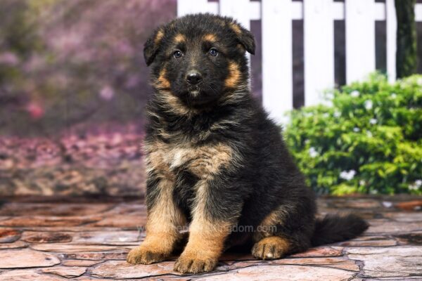 Image of Ranger, a German Shepherd puppy