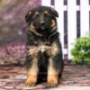 Image of Ranger, a German Shepherd puppy