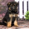 Image of Ranger, a German Shepherd puppy