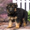 Image of Ranger, a German Shepherd puppy