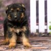 Image of Ranger, a German Shepherd puppy