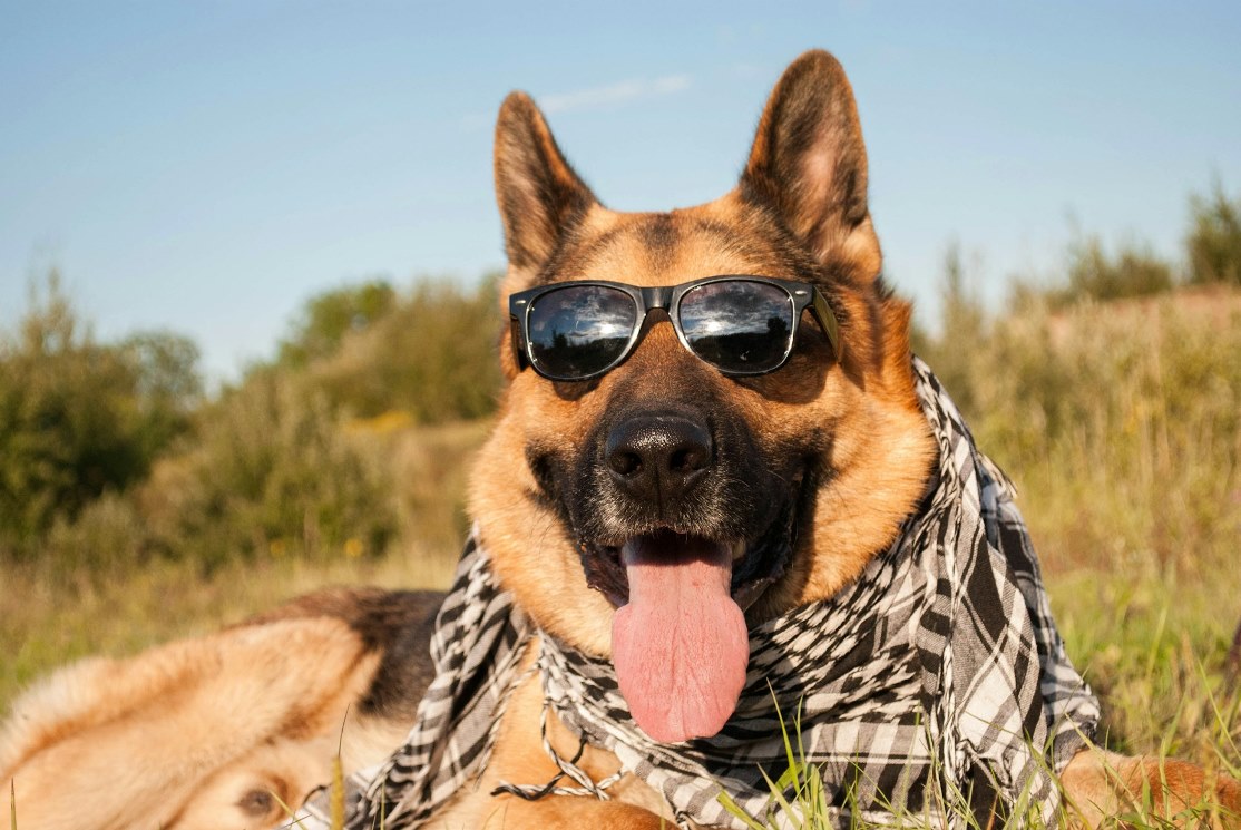 german shepherd with sunglasses sitting and panting