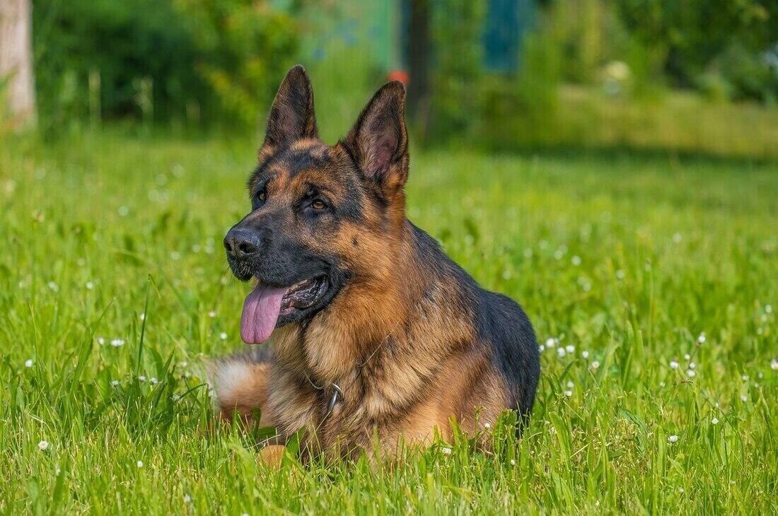 german-shepherd_lying_on_the_grass