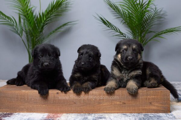 Image of Daisy, a German Shepherd puppy