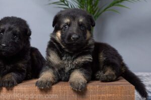 Image of Daisy, a German Shepherd puppy