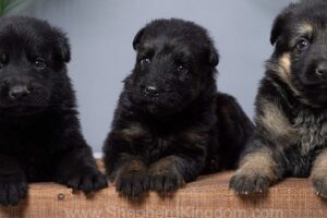 Image of Ella, a German Shepherd puppy