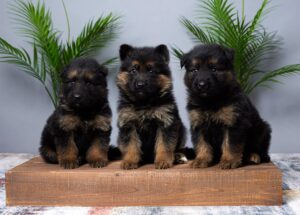 Image of Whiskey ❤️ Layla, a German Shepherd puppy