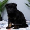 Image of Macy, a German Shepherd puppy