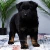 Image of Macy, a German Shepherd puppy