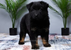 Image of Macy, a German Shepherd puppy