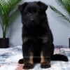 Image of Macy, a German Shepherd puppy