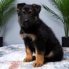 Image of Manny, a German Shepherd puppy