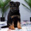 Image of Manny, a German Shepherd puppy