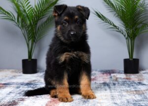 Image of Manny, a German Shepherd puppy