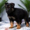 Image of Manny, a German Shepherd puppy