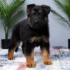 Image of Manny, a German Shepherd puppy