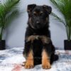 Image of Manny, a German Shepherd puppy