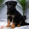 Image of Mateo, a German Shepherd puppy