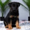 Image of Mateo, a German Shepherd puppy