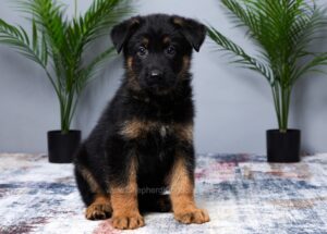 Image of Mateo, a German Shepherd puppy