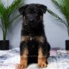 Image of Mateo, a German Shepherd puppy