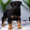 Image of Mateo, a German Shepherd puppy