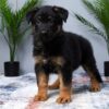 Image of Mateo, a German Shepherd puppy