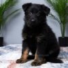 Image of Maverick, a German Shepherd puppy