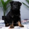 Image of Maverick, a German Shepherd puppy