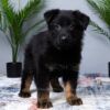 Image of Maverick, a German Shepherd puppy