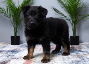 Image of Maverick, a German Shepherd puppy