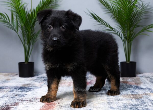 Image of Maverick, a German Shepherd puppy