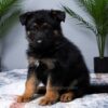 Image of Max, a German Shepherd puppy