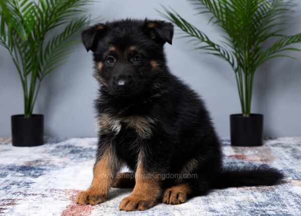 Image of Max, a German Shepherd puppy