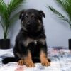 Image of Max, a German Shepherd puppy