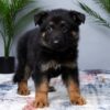 Image of Max, a German Shepherd puppy