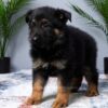 Image of Max, a German Shepherd puppy