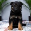 Image of Max, a German Shepherd puppy