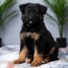 Image of Miles, a German Shepherd puppy