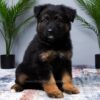 Image of Miles, a German Shepherd puppy