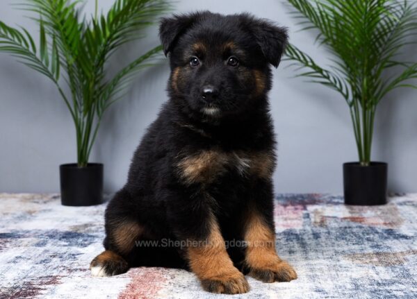 Image of Miles, a German Shepherd puppy