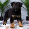 Image of Miles, a German Shepherd puppy