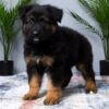 Image of Miles, a German Shepherd puppy