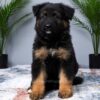 Image of Miles, a German Shepherd puppy