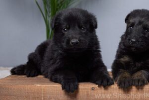 Image of Diesel, a German Shepherd puppy