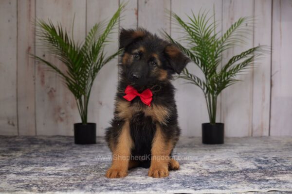 Image of Asher, a German Shepherd puppy